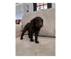 Black and brown Goldendoodle puppies for sale - 4