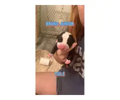 4 female pit bull puppies - 4