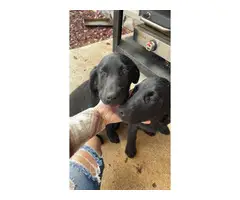 2 black lab female puppies - 1