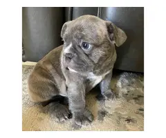 4 AKC French Bulldog Puppies for Sale