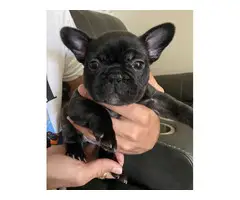 4 AKC French Bulldog Puppies for Sale