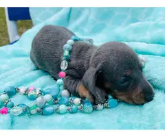 Shorthair Mini Dachshund Puppy