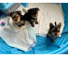 3 Yorkie puppies looking for new homes