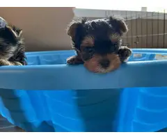 3 Yorkie puppies looking for new homes - 2