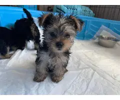 3 Yorkie puppies looking for new homes - 3