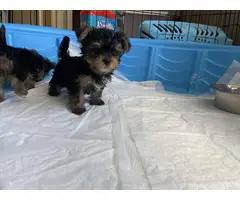 3 Yorkie puppies looking for new homes - 4