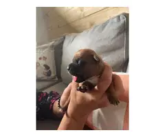8 AKC Boxer puppies for sale