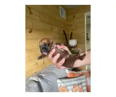 8 AKC Boxer puppies for sale