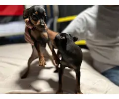 2 Miniature pinscher puppies