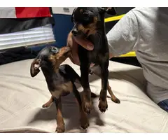 2 Miniature pinscher puppies