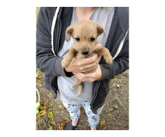 Male and female Chihuahua/Dachshund mix puppies for sale