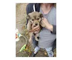 Male and female Chihuahua/Dachshund mix puppies for sale - 3