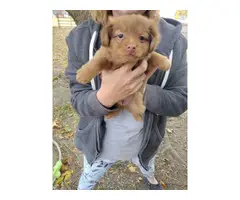 Male and female Chihuahua/Dachshund mix puppies for sale - 4