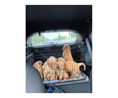 Beautiful Pure-bred Golden Retriever Puppies 4 Sale