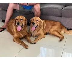 Beautiful Pure-bred Golden Retriever Puppies 4 Sale - 4