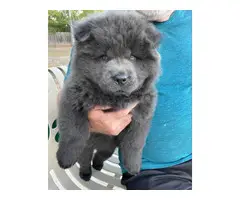 3 registered purebred chow chow puppies - 2