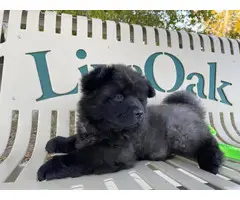 3 registered purebred chow chow puppies - 3