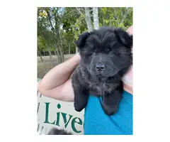 3 registered purebred chow chow puppies - 4