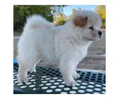 3 registered purebred chow chow puppies - 5