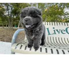 3 registered purebred chow chow puppies - 6
