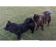 3 registered purebred chow chow puppies - 7
