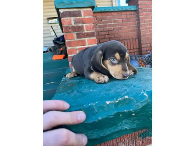 4 adorable beagle puppies for sale - 1/6