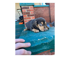 4 adorable beagle puppies for sale
