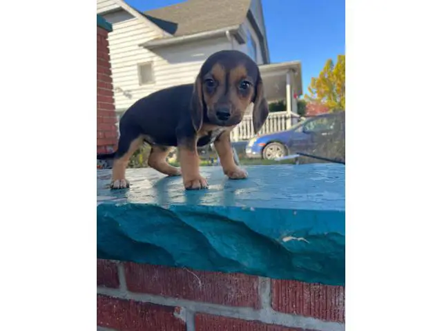 4 adorable beagle puppies for sale - 2/6