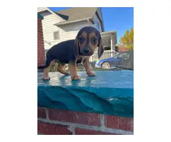 4 adorable beagle puppies for sale - 2