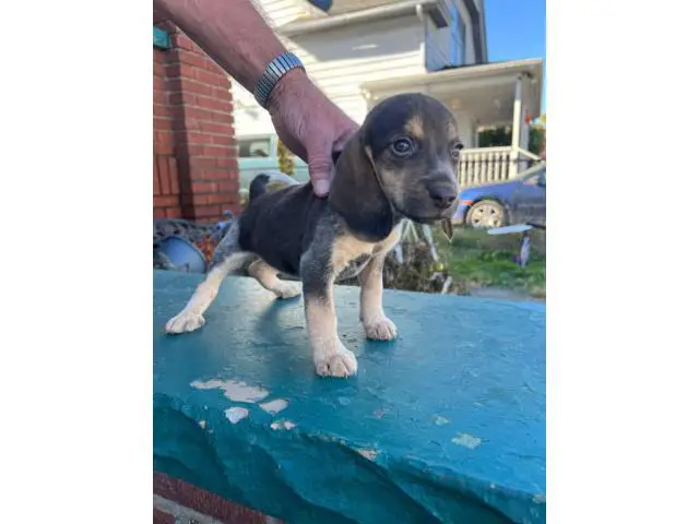 4 adorable beagle puppies for sale - 3/6