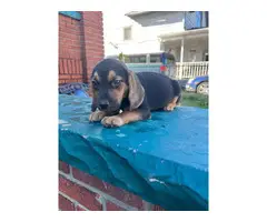4 adorable beagle puppies for sale - 4