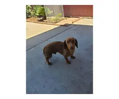 Male Dachshund puppy