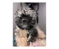 Beautiful Shih Tzu baby girl puppy - 6