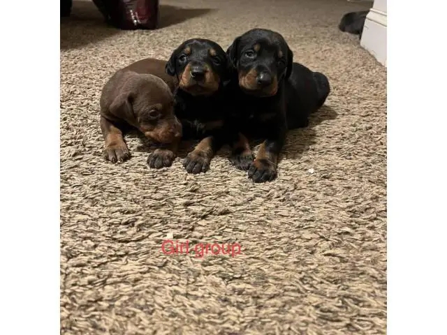 8 AKC Doberman Puppies for Sale - 1/5