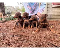 4 Doberman puppies for adoption