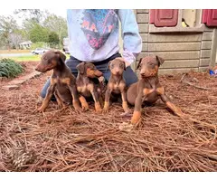 4 Doberman puppies for adoption - 2
