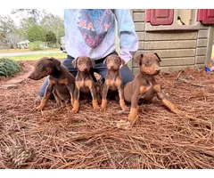 4 Doberman puppies for adoption - 3