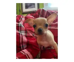 3 healthy Chihuahua puppies for sale - 2