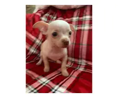 3 healthy Chihuahua puppies for sale - 3