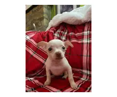 3 healthy Chihuahua puppies for sale - 4