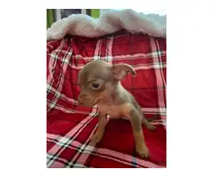 3 healthy Chihuahua puppies for sale - 5