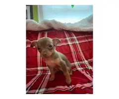 3 healthy Chihuahua puppies for sale - 6