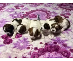 6 Shih tzu puppies for sale
