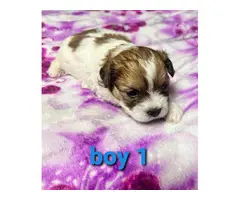 6 Shih tzu puppies for sale - 2