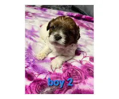 6 Shih tzu puppies for sale - 3