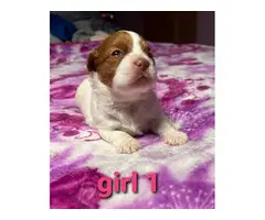6 Shih tzu puppies for sale - 4