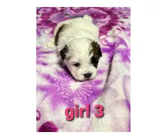 6 Shih tzu puppies for sale - 6