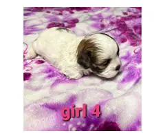 6 Shih tzu puppies for sale - 7