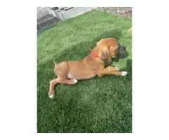 9 Boxer Puppies for Sale