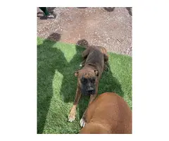 9 Boxer Puppies for Sale